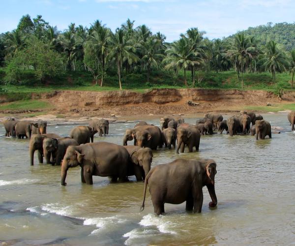 Pinnawala Elephant Orphanage